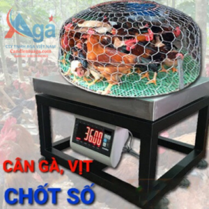 can gia am ga vit